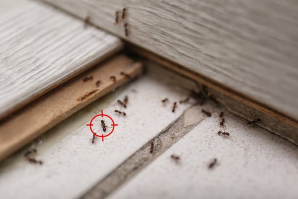 Spider Control Near Me in Malakoff, TX