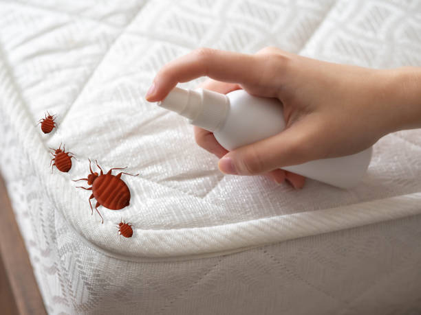 Best Bed Bug Extermination  in Malakoff, TX