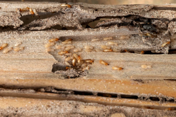 Best Mosquito Control Services  in Malakoff, TX