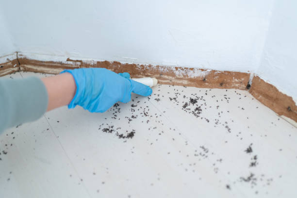 Best Insect Control  in Malakoff, TX